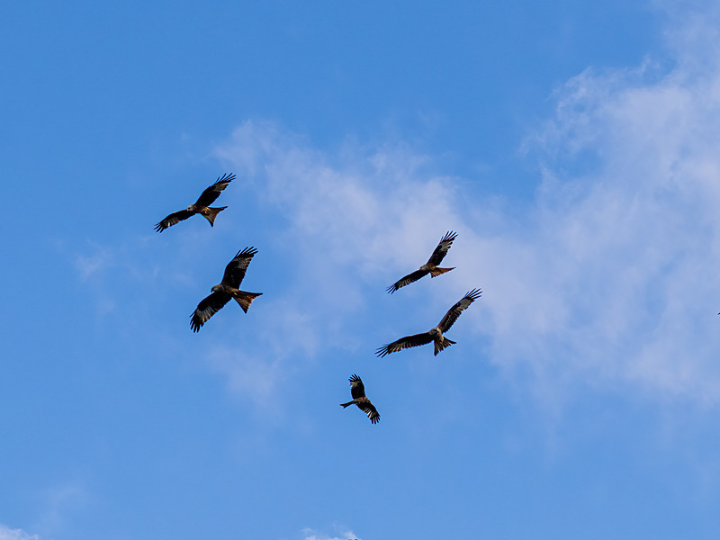 Red Kite - Latest photos