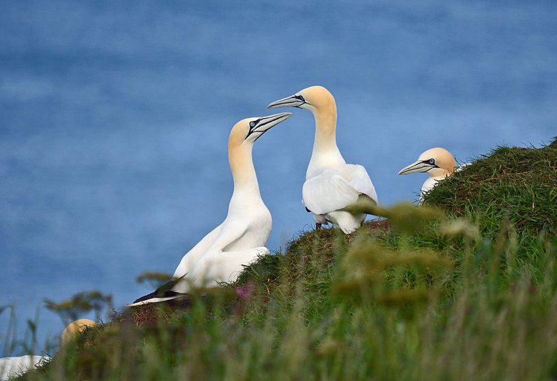 Gannets - Gannets