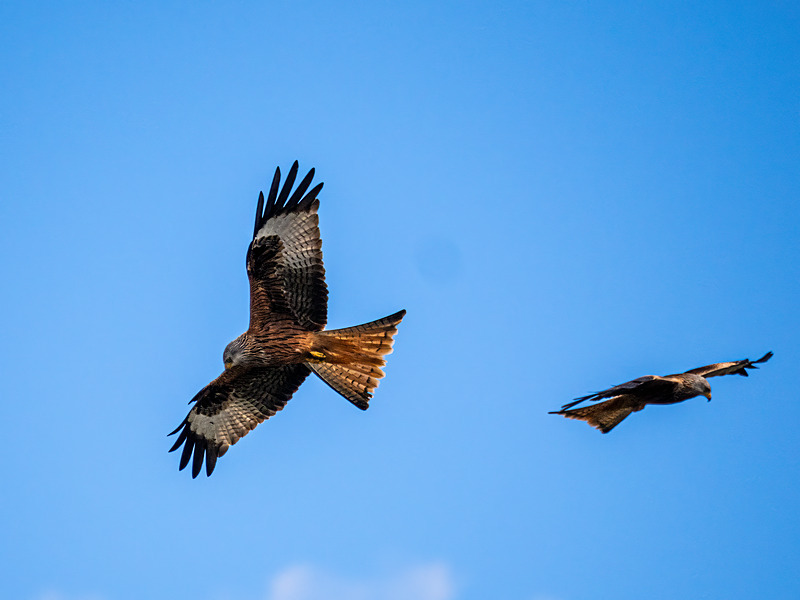 Red Kite - Latest photos