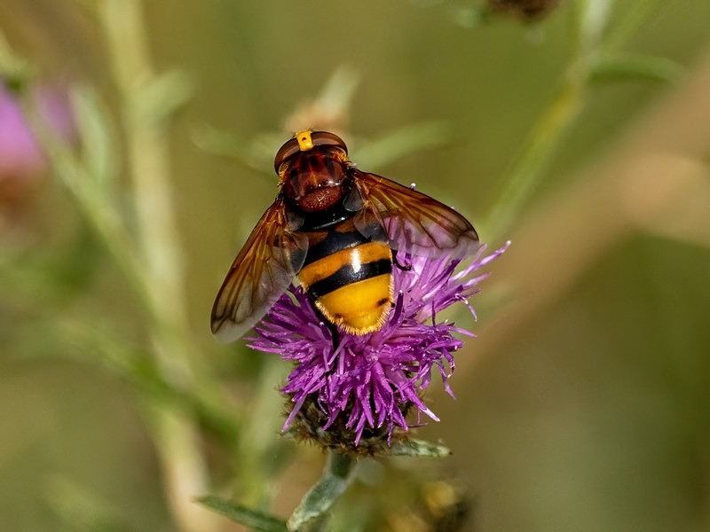 Hornet Mimic Hoverfly - Insects, beetles, spiders, etc.