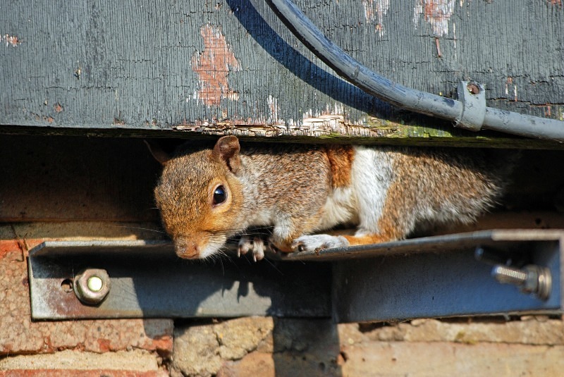 Grey Squirrel - Grey Squirrels