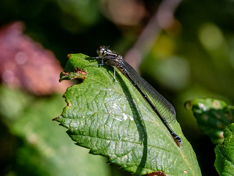 Azure Damselfly - Latest photos