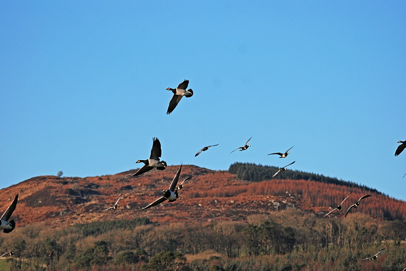 Barnacle Geese - Black geese