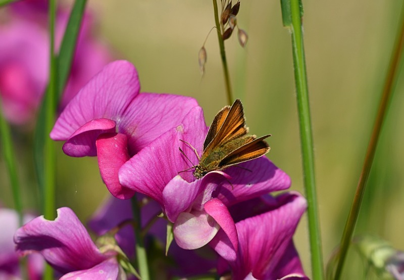 Small Skipper - Butterflies