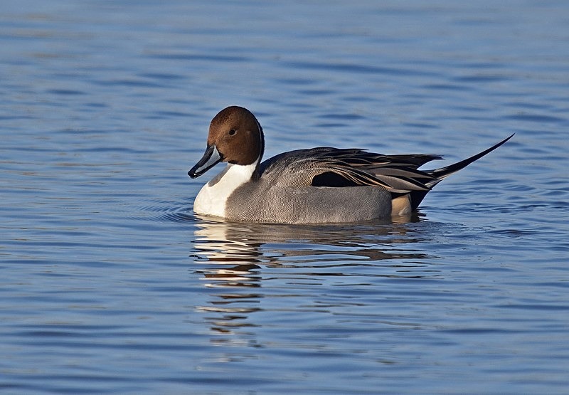 Pintail - Dabbling ducks