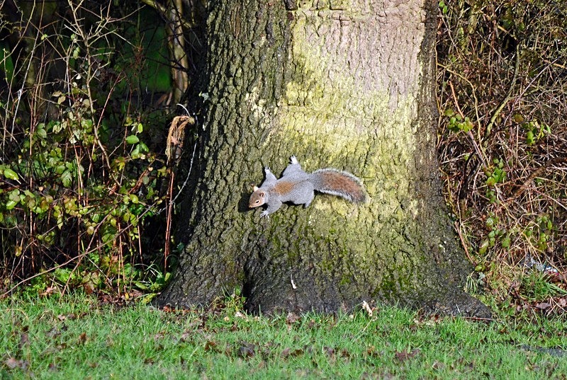 Grey Squirrel - Grey Squirrels