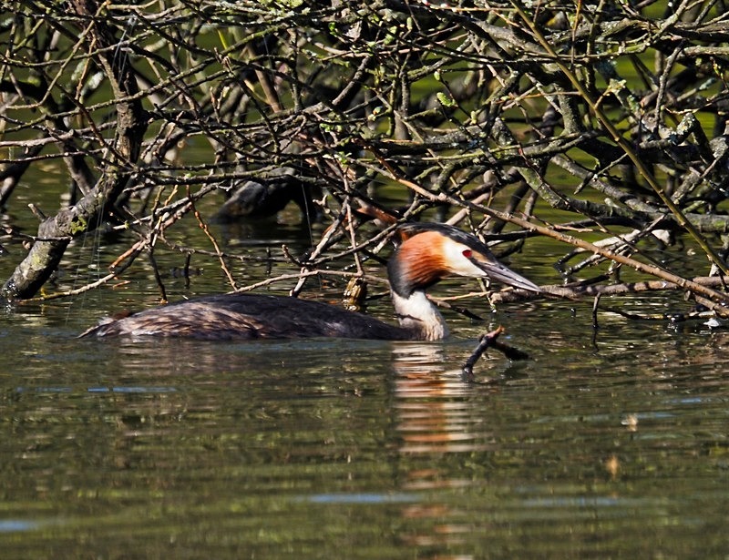 Great Crested Grebe - Grebes