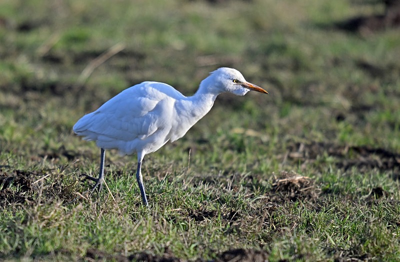 Cattle Egret - Herons and egrets