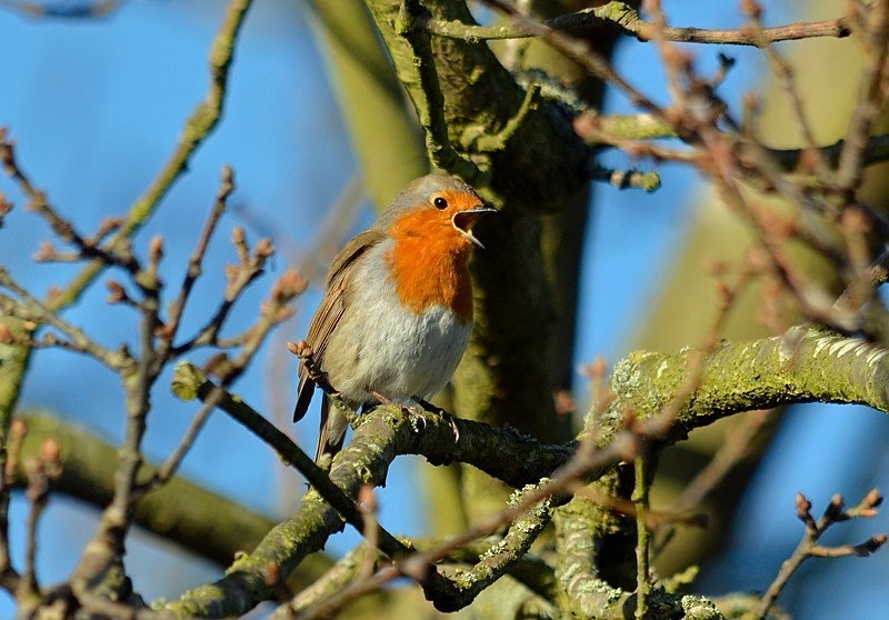 Robin - Robins