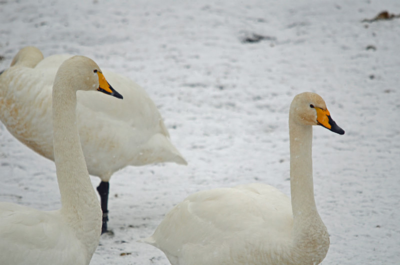 Whooper Swan - Whooper and Bewick's Swans