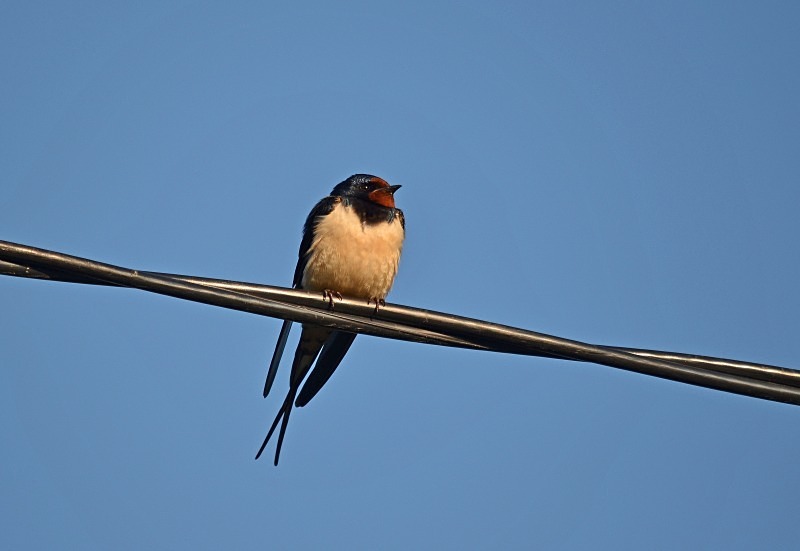 Swallow - North east Poland - May 2013