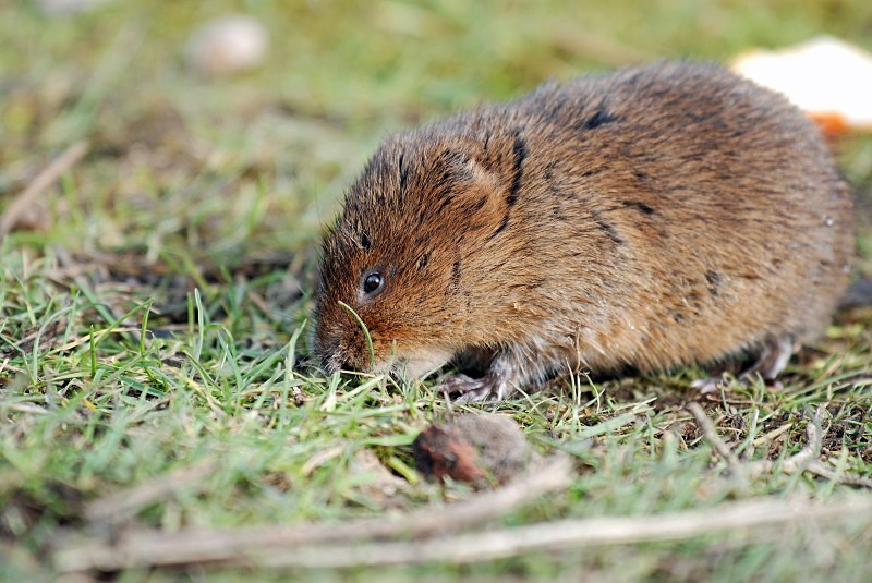 Water Vole - Water Voles