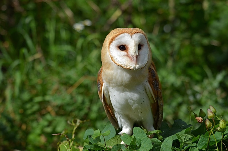 Barn Owl - Barn Owl