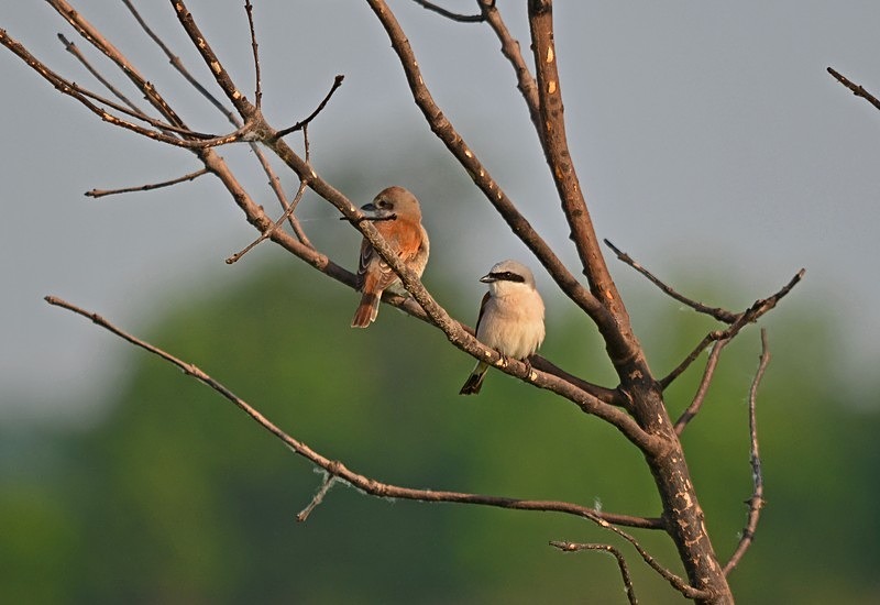 Red-backed Shrikes - Hungary