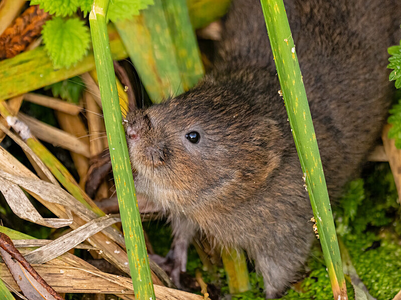 Water Vole - Latest photos