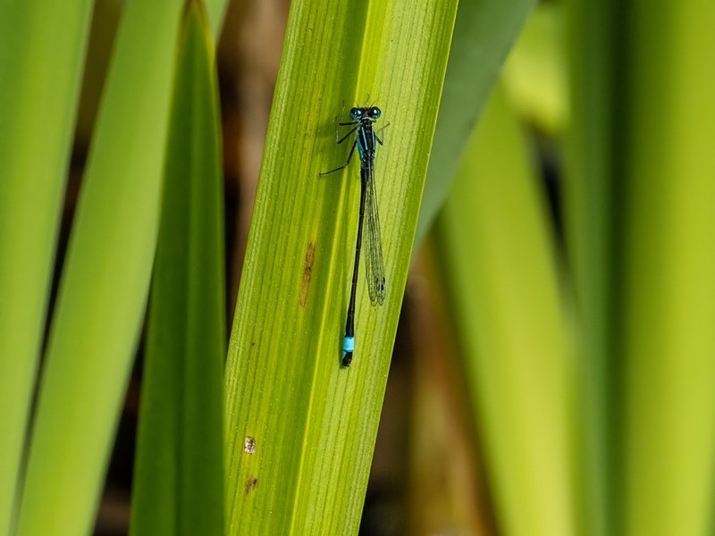Blue-tailed Damselfly - Dragonflies and damselflies