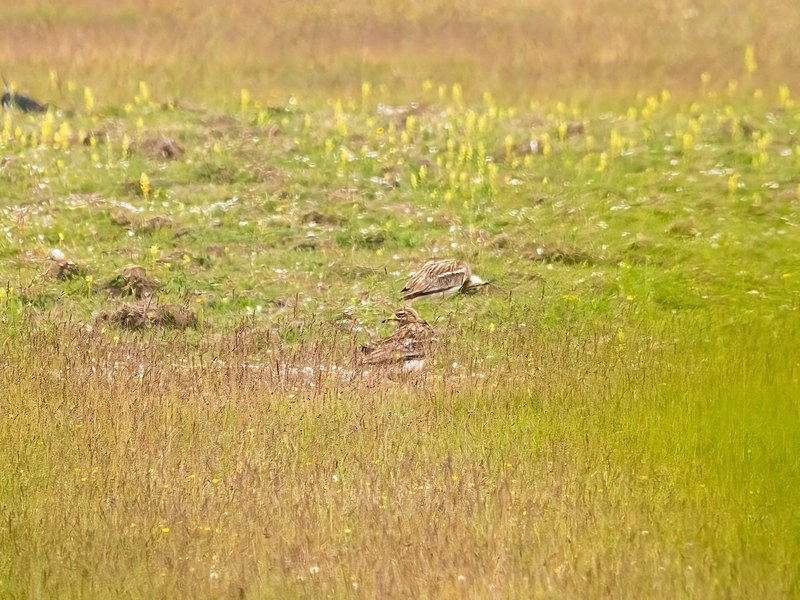 Stone Curlew - Stone Curlews