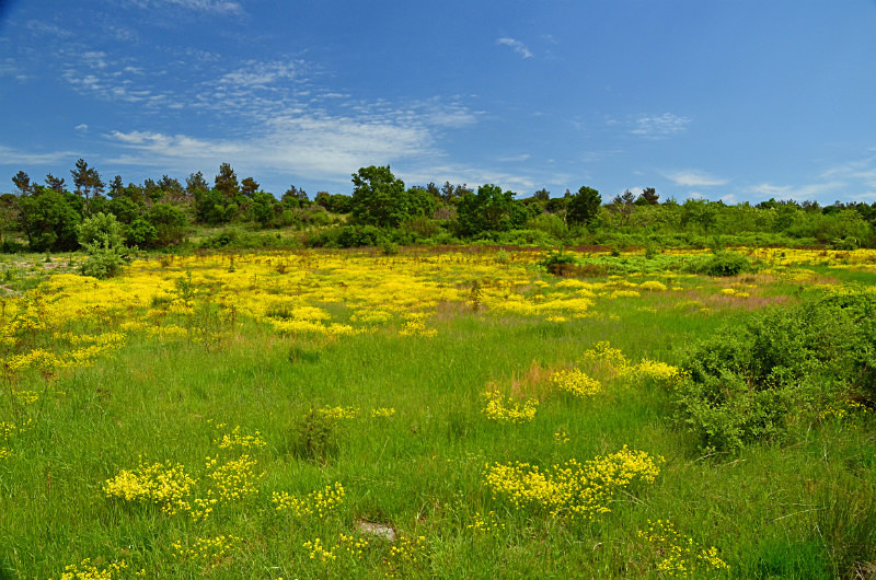 Dadia-Lefkimi-Soufli Forest, East Macedonia and Thrace, Greece - East Macedonia and Thrace