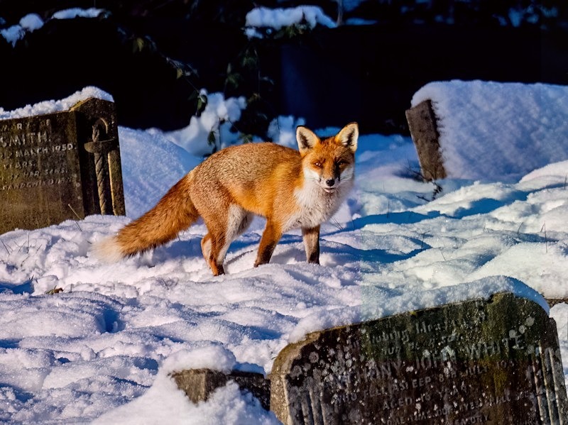 December 2022 - Red Fox - Photos of the month