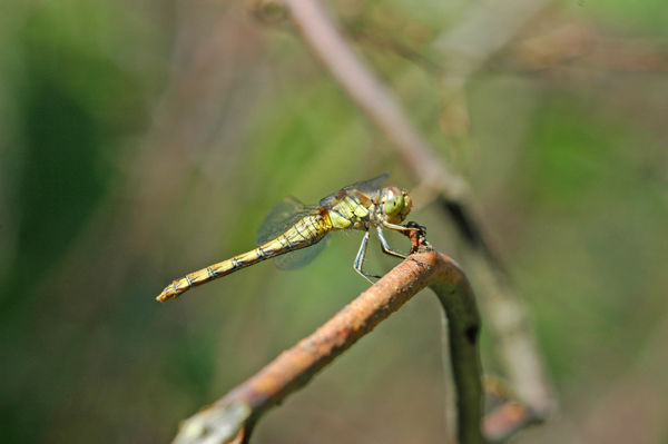 Common Darter - Dragonflies and damselflies