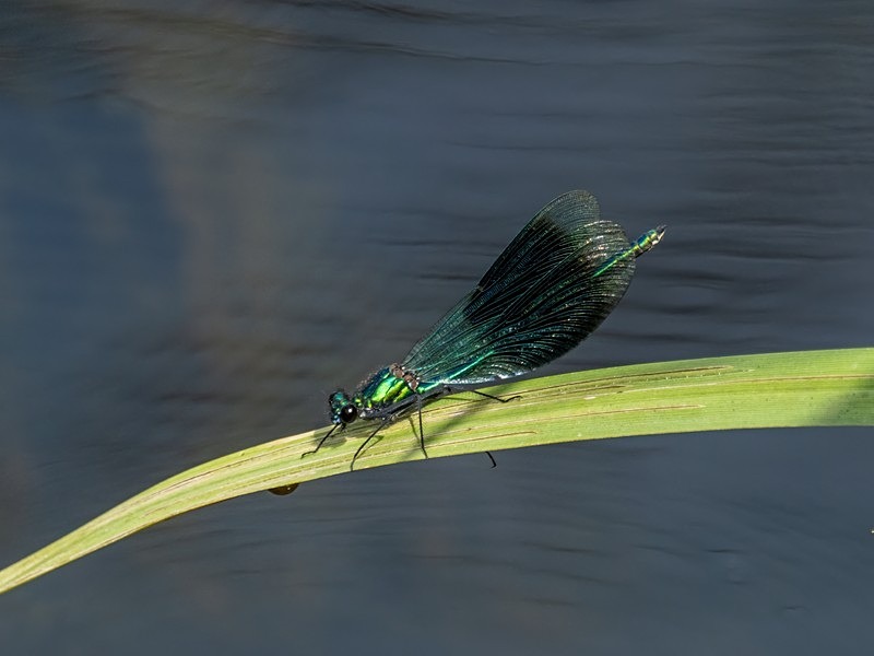 Banded Demoiselle - Dragonflies and damselflies