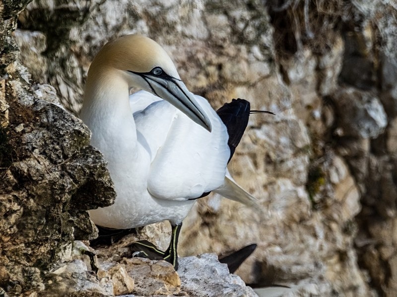Gannet - Gannets
