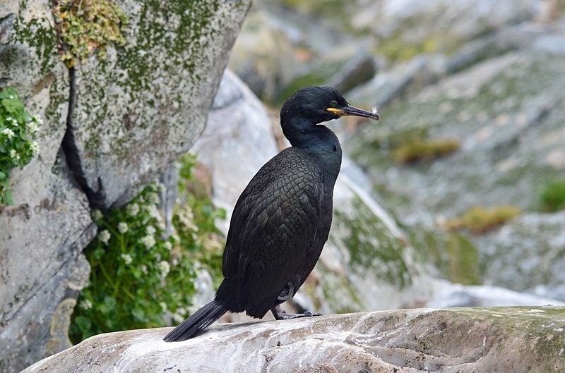 Shag - North Norway