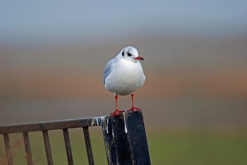 Black-headed Gull - Gulls