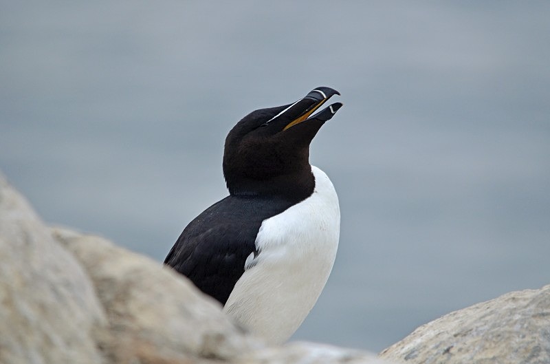 Razorbill - North Norway