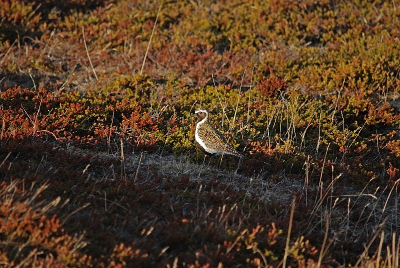 Golden Plover - North Finland and north Norway - May and June 2009