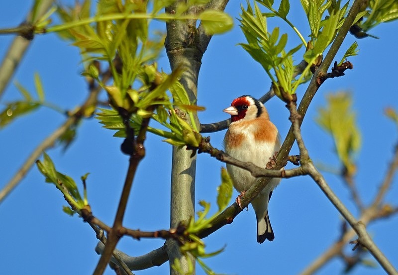Goldfinch - Finches