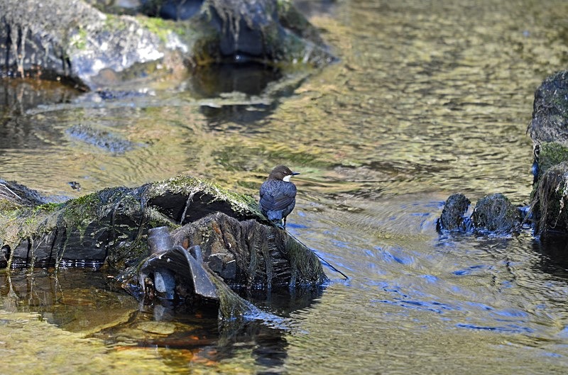 Dipper - Dippers