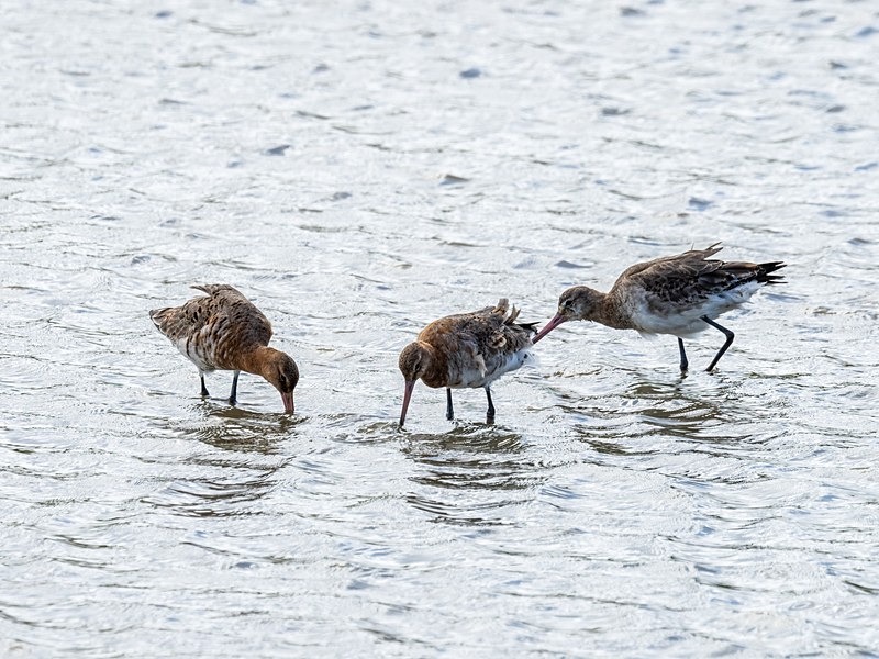 Black-tailed Godwits - Sandpipers