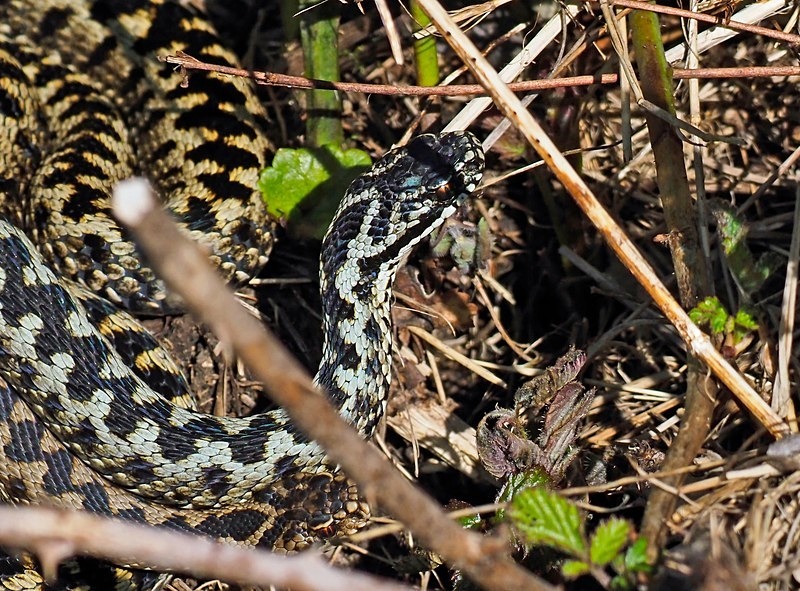 Adder - Snakes
