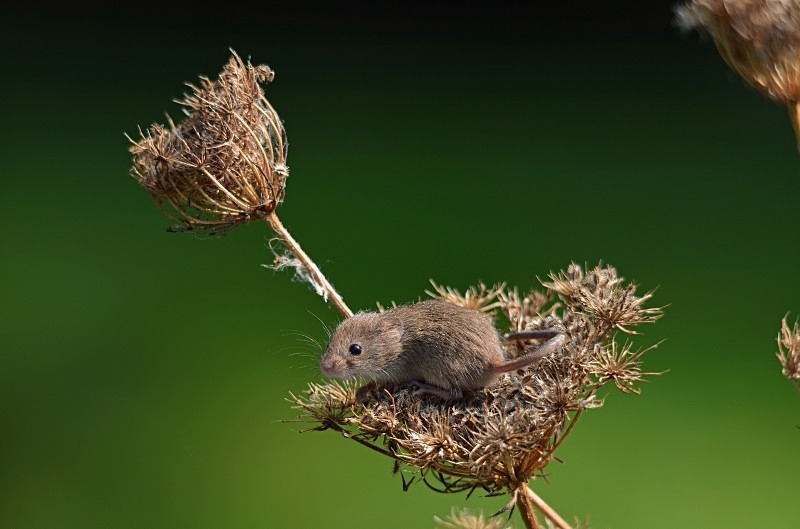Harvest Mouse - Harvest Mouse