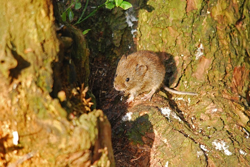 Bank Vole - Other mammals