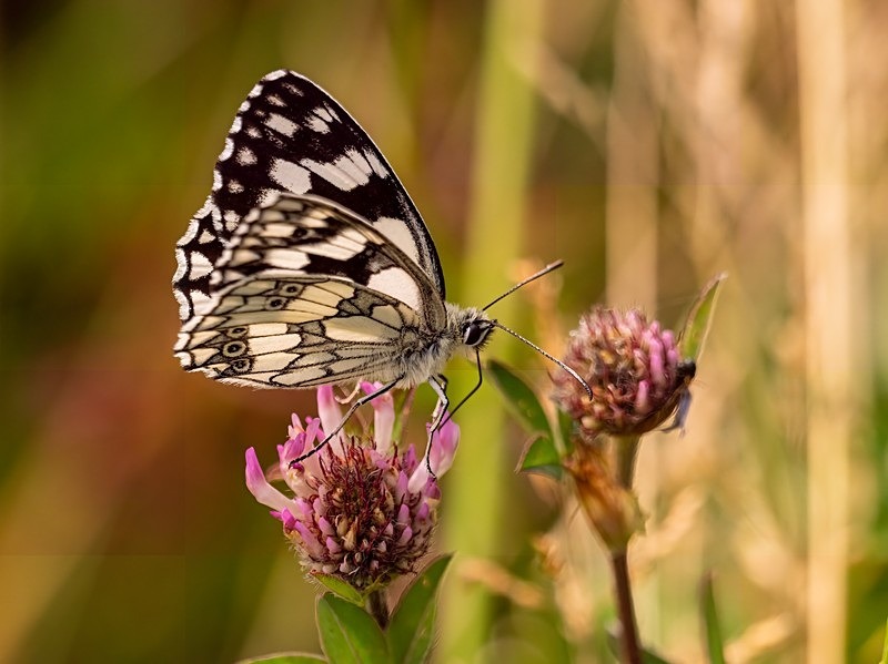 June 2023 - Marbled White - Photos of the month