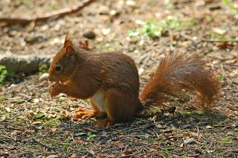 Red Squirrel - Red Squirrels