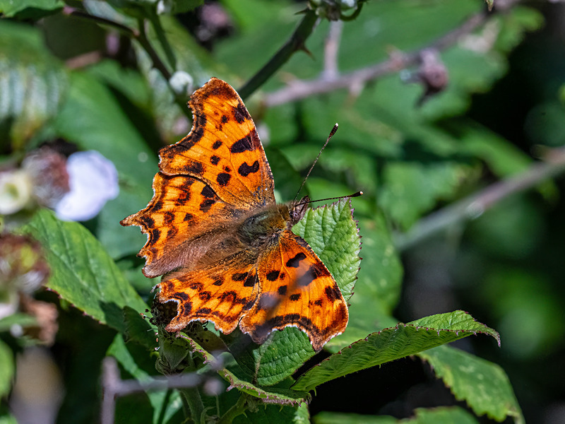Comma - Latest photos