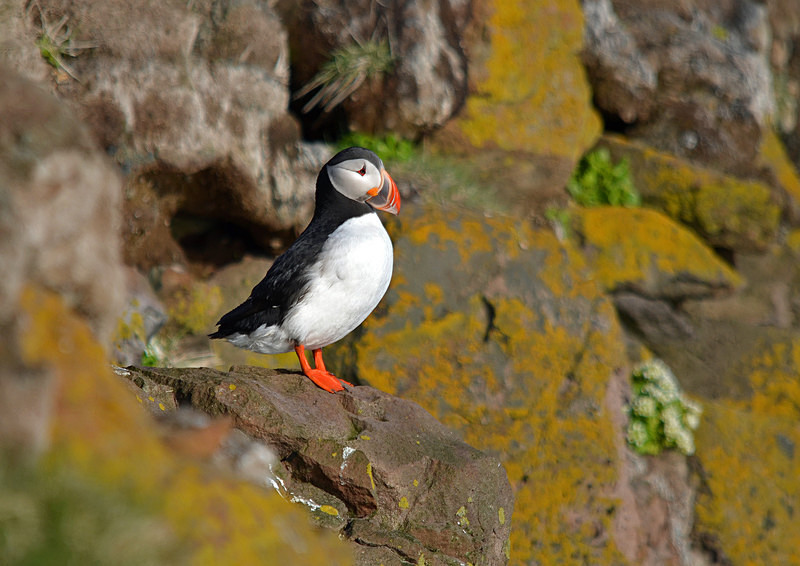 Puffin - Westfjords