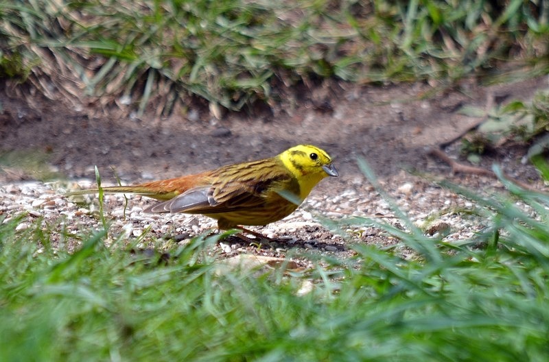 Yellowhammer - Buntings