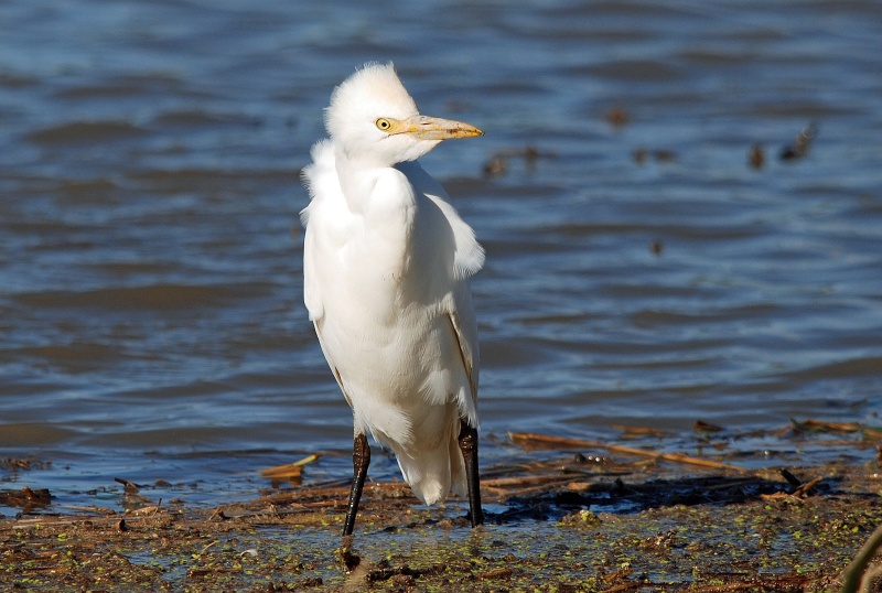 Cattle Egret - Catalunya