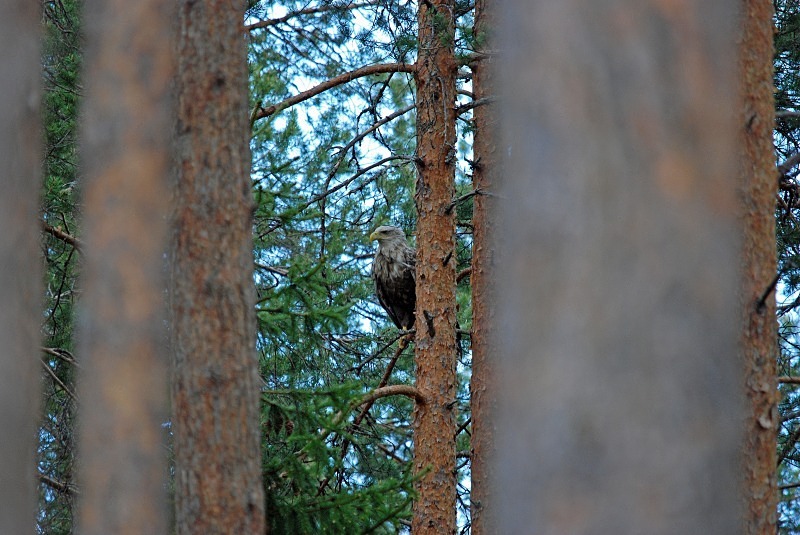 White-tailed Eagle - North Finland and north Norway - May and June 2009