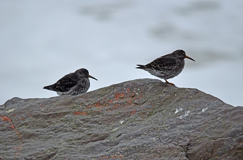 Purple Sandpipers - Sandpipers