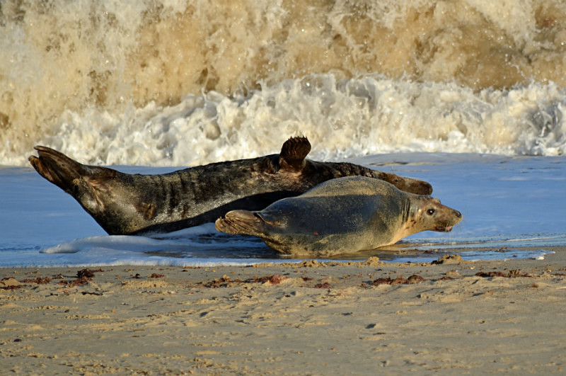 Atlantic Grey Seal - Atlantic Grey Seals