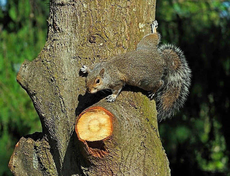 May 2021 - Grey Squirrel - Photos of the month