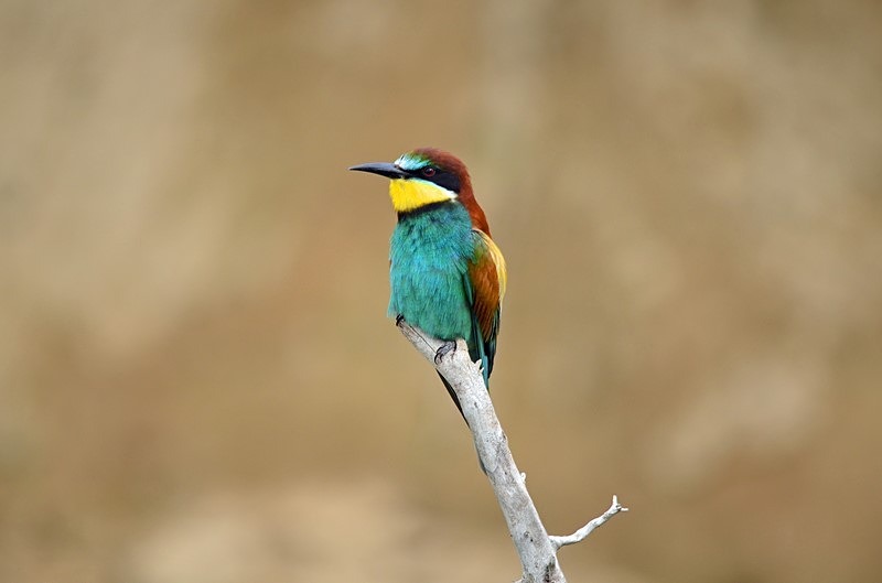European Bee-eater - Bulgaria
