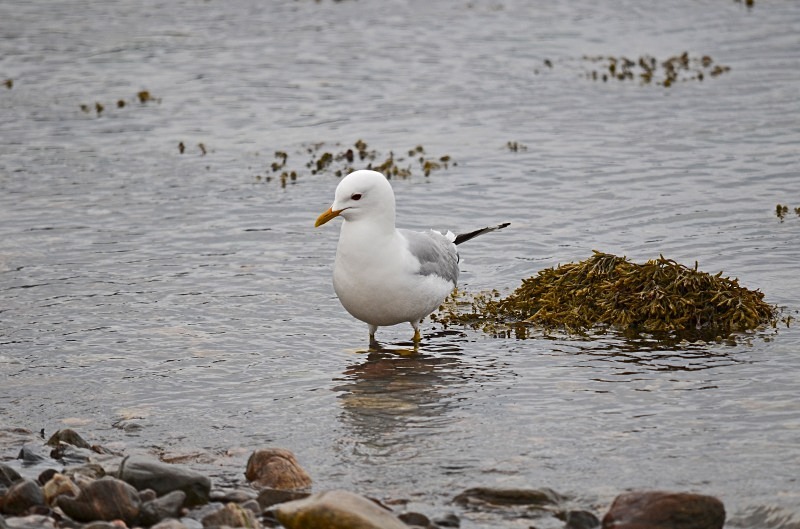 Common Gull - Gulls