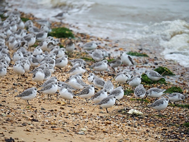 Sanderlings - Sandpipers