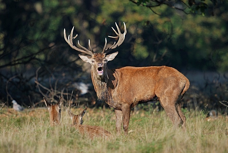 October 2007 - Red Deer - Photos of the month